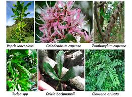 Image result for Vepris bachmannii