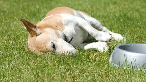 Que Hay Que Hacer Si A Nuestro Perro Le Suenan Bastante Las Tripas Mundo Perros