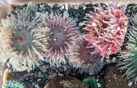 Sea Anemones The Stinging Fishing Eating Fighting Flowers Of The Sea Ucluelet Aquarium