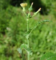 Image result for Sonchus schweinfurthii