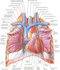 Pin By Stephan加油 On Medicine Medical Anatomy Anatomy And Physiology Physiology