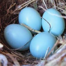 Image result for Robin Egg Blue 2018 Fleet
