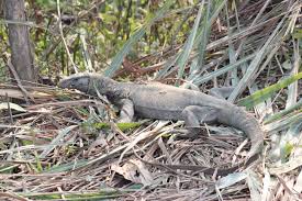 The earless monitor lizard (lanthanotus borneensis) is a semiaquatic, brown lizard native to the southeast asian island of borneo. Bengal Monitor Wikipedia
