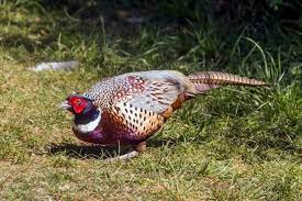Common Pheasant Wikipedia