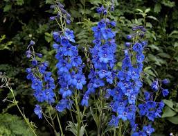 Maybe you would like to learn more about one of these? Delphiniums How To Plant Grow And Care For Delphinium Flowers The Old Farmer S Almanac