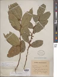 Image result for Opilia amentacea