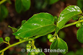 Image result for Colubrina asiatica