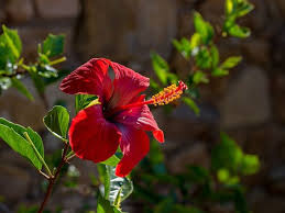 Sie sind viel zu schade, um sie aus glaubensgründen hinters ohr zu stecken. Hibiskus Uberwintern Winterpflege Fur Die Chinesische Rose