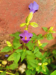 Image result for Torenia thouarsii