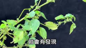 Image result for Acalypha brachystachya