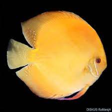 Discus Golden Zierfische Fische
