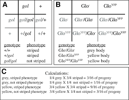 Describe how to use a punnett square for a monohybrid and dihybrid cross. Hypothesis For Dihybrid Cross Of Heterozygous Fish The Hypothesis For Download Scientific Diagram