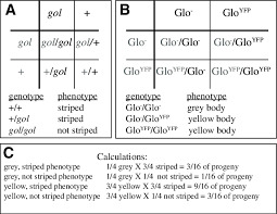 Includes worked examples of dihybrid crosses. Hypothesis For Dihybrid Cross Of Heterozygous Fish The Hypothesis For Download Scientific Diagram