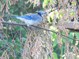 Bird Travel Photos Birding Sites Bird Information Blue Jay The Birdhouse Nature Store Presqu Ile Pa Blue Jay Bird Houses Bird Photography