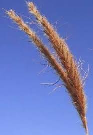 Image result for Aristida stenostachya