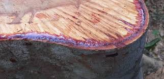 Image result for Dialium holtzii