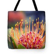 Image result for Protea micans