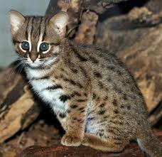 The Rusty Spotted Cat Is The Smallest Wild Cat In The World Catphotography Rusty Spotted Cat Spotted Cat Small Wild Cats