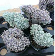 Check spelling or type a new query. Echeveria Pulvinata Frosty Crested Google Search Succulent Gardening Succulent Terrarium Cacti And Succulents