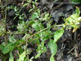 Image result for Nothosaerva