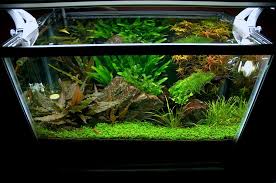 10 Gallon Fish Tank Setup 10 Gallon Fish Tank Fish Tank Fish Tank Decorations