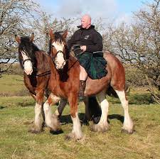 Blackstone Clydesdales Heavy Horse Riding Experience Clydesdale Heavy Horse Power Farm Experience Ayrshire