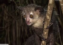 It's the people that make the animals scared and that's why humans get attacked. Scary Animals List With Pictures Facts Plus Free Halloween Animal Quiz