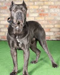 Protection Dogs Worldwide On Instagram Meet The One And Only Mishko Our Big Stunning Cane Corso Not For Sale Available Now For Stud In 2020 Cane Corso Stud Dog Dogs