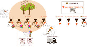 Honeypot can also be used for detecting attacks otherwise prevent them from a valid target & gets the data regarding how cybercriminals work. Impact Of Nutritional Stress On The Honeybee Colony Health Scientific Reports