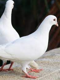 هذه ورود سهلة التفيذ فقط حاولي التركيز تستعمل لتزيين العلب التركية وكذلك حقائب العرائس و لعمل باقة من الورود الجميلة. Ø­Ù…Ø§Ù…Ø© Ø¨ÙŠØ¶Ø§Ø¡ Ø§Ù„Ø®Ù„ÙÙŠØ© ØªØ­Ù…ÙŠÙ„ Ø¥Ù„Ù‰ Ù‡Ø§ØªÙÙƒ Ø§Ù„Ù†Ù‚Ø§Ù„ Ù…Ù† Phoneky