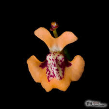 Image result for Utricularia welwitschii