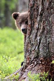 Bear Cubs Snapped Playing Hide And Seek And Climbing Trees In Finland Bare Bears Mother Bears Central Finland