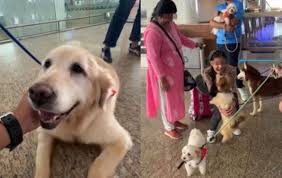 孟买机场推“萌犬计划” 9只抚慰犬助乘客缓解飞行焦虑_机场新闻_民航资源网_CARNOC.com
