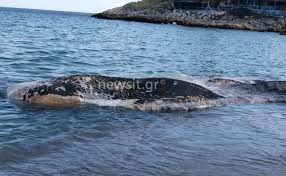 We did not find results for: Keratea Mikroi Kai Megaloi Pagwsan Me Ayto Poy Eidan Sthn Paralia 8alassio Khtos 3ebrasthke Sthn Kakia 8alassa
