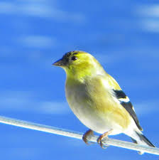 Goldfinch Kus Sakalar Kusu