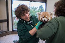 Jimmy johnson grew up at the columbus zoo and aquarium and all the career paths h. Zoo University Cornell University College Of Veterinary Medicine