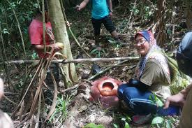 Cari property dengan harga terbaik taman wangi gua musang di malaysia. Bunga Rafflesia Di Gua Musang Kelantan Blog Budak Pacak