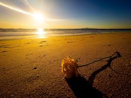 See more ideas about iphone wallpaper, iphone, wallpaper. Sunset Beach Iphone 12 Pro Max Proraw Lightroom Not Staged That Flower Was There When I Was Walking By Iphoneography