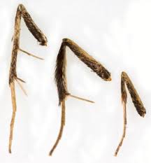 Image result for Pyrausta nigrata