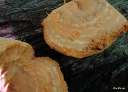 Image result for Haplocoelum