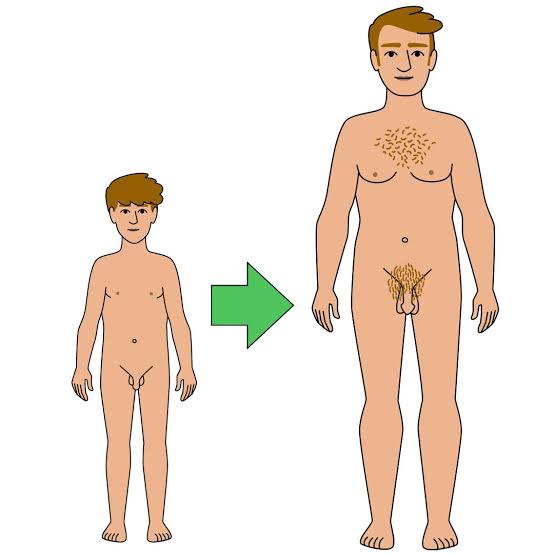 Reproductive system (body parts that make a baby) – Healthy Respect