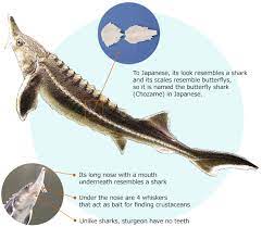 There are currently 2 families of sturgeon known to to be in existence today, acipenseridae and polyodontidae, which makes a total of six genera and 28 species currently existing. Sturgeon Characteristics Sturgeon Caviar Fish Fujikin Incorporated