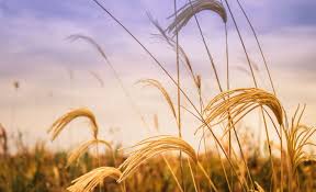 198 likes · 107 were here. 545386 Agriculture Blur Close Up Countryside Cropland Crops Farm Farmland Field Gold Grain Grass Growth Harvest Landscape Nature Outdoors Rural Seed Straw Wheat 4k Wallpaper Mocah Org
