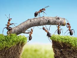 'what if we're the ants in this network of civilisations?' asks ufo expert, as he says we should prepare for imminent et contact. Advice Why Do Ants Sometimes Ignore Ant Bait