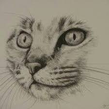 Tausende von künstlern und kreativen laden auf diesen portalen ihre werke hoch. Schone Zeichnung Tierzeichnung Pinterest Why6947 Tierzeichnungdurer Tierzeichnungen Tierzeichnunge Animal Drawings Pencil Drawings Of Nature Cat Art