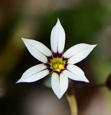 Image result for Sisyrinchium micranthum
