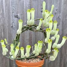 Image result for Ceropegia filipendula