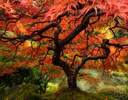 Offering a beautiful photograph taken at the portland japanese garden in portland oregon. Oregon S Most Famous Tree Portland Japanese Garden As The Fall Colors Hit Peak Pics