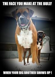Big Bully Meme Animal Memes Cute Dogs Dog Memes
