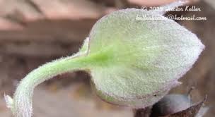 Image result for Aniseia martinicensis